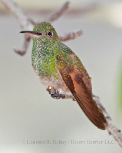 female Berylline Hummingbird