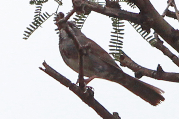 Five-striped sparrow