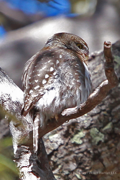 Northern (Mountain) Pygmy-Owl